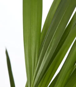 Goldfruchtpalme - Dypsis lutescens