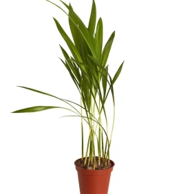 Goldfruchtpalme - Dypsis lutescens