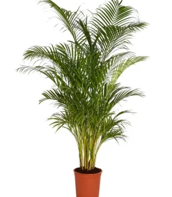 Goldfruchtpalme - Dypsis lutescens