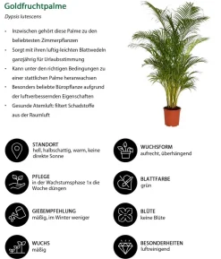 Goldfruchtpalme - Dypsis lutescens