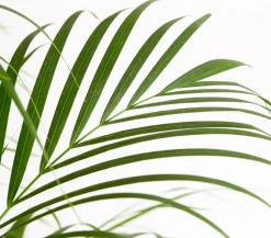 Goldfruchtpalme - Dypsis lutescens