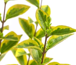 Gold-Liguster 'Aureum'