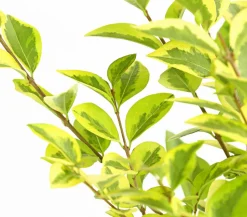 Gold-Liguster 'Aureum'
