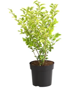 Gold-Liguster 'Aureum'