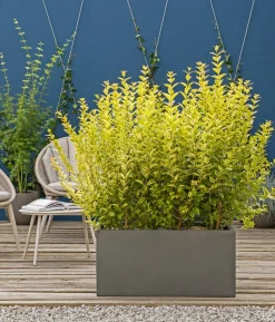 Gold-Liguster 'Aureum'