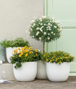 Goldmarie 'Golden Empire'