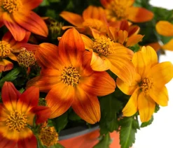 Goldmarie, orange