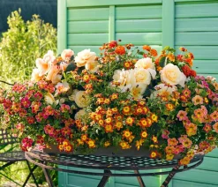 Goldmarie, orange