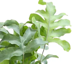Goldtüpfelfarn - Phlebodium aureum 'Blue Star'