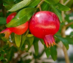 Granatapfel