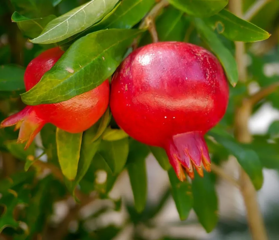Granatapfel