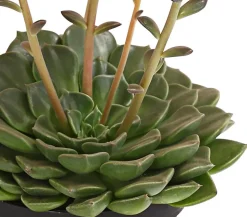 Graptopetalum - Graptopetalum tacitus