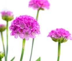 Grasnelke 'Dreameria'