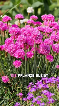 Grasnelke 'Dreameria'