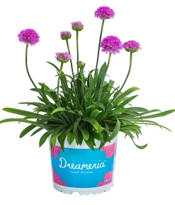 Grasnelke 'Dreameria'