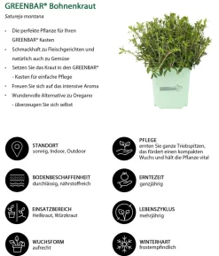 GREENBAR® Bohnenkraut
