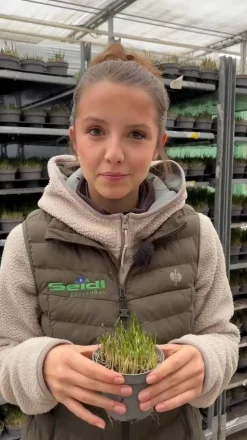 GREENBAR® Schnittlauch