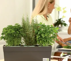GREENBAR® Zitronenverbene