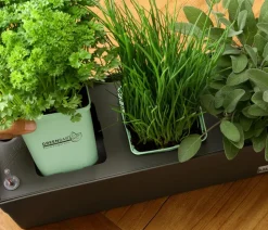 GREENBAR® Petersilie 'Mooskrause'