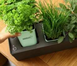 GREENBAR® Strauchbasilikum