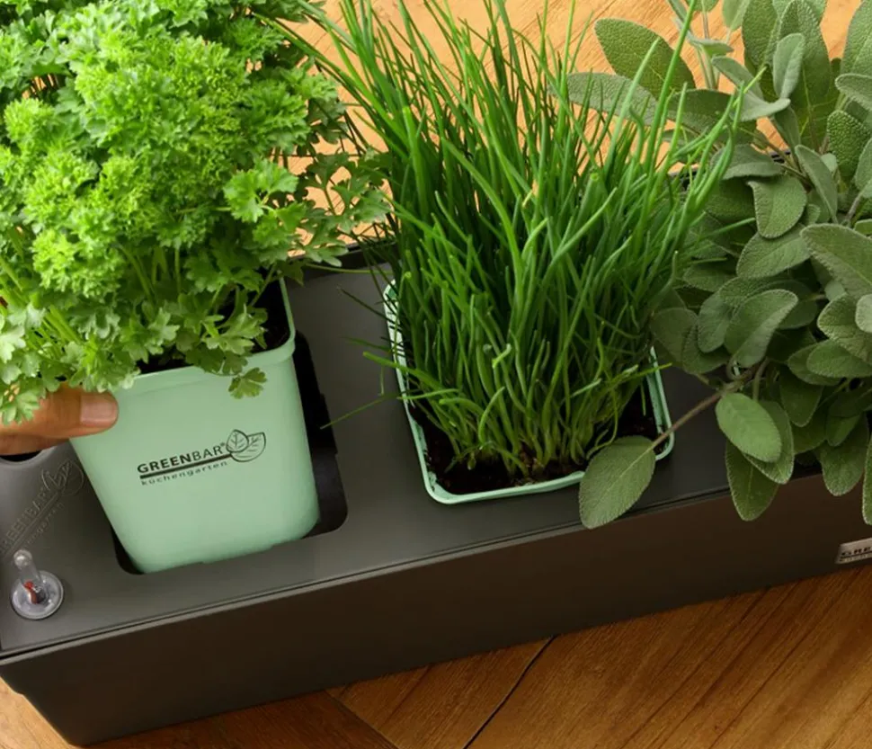 GREENBAR® Thymian