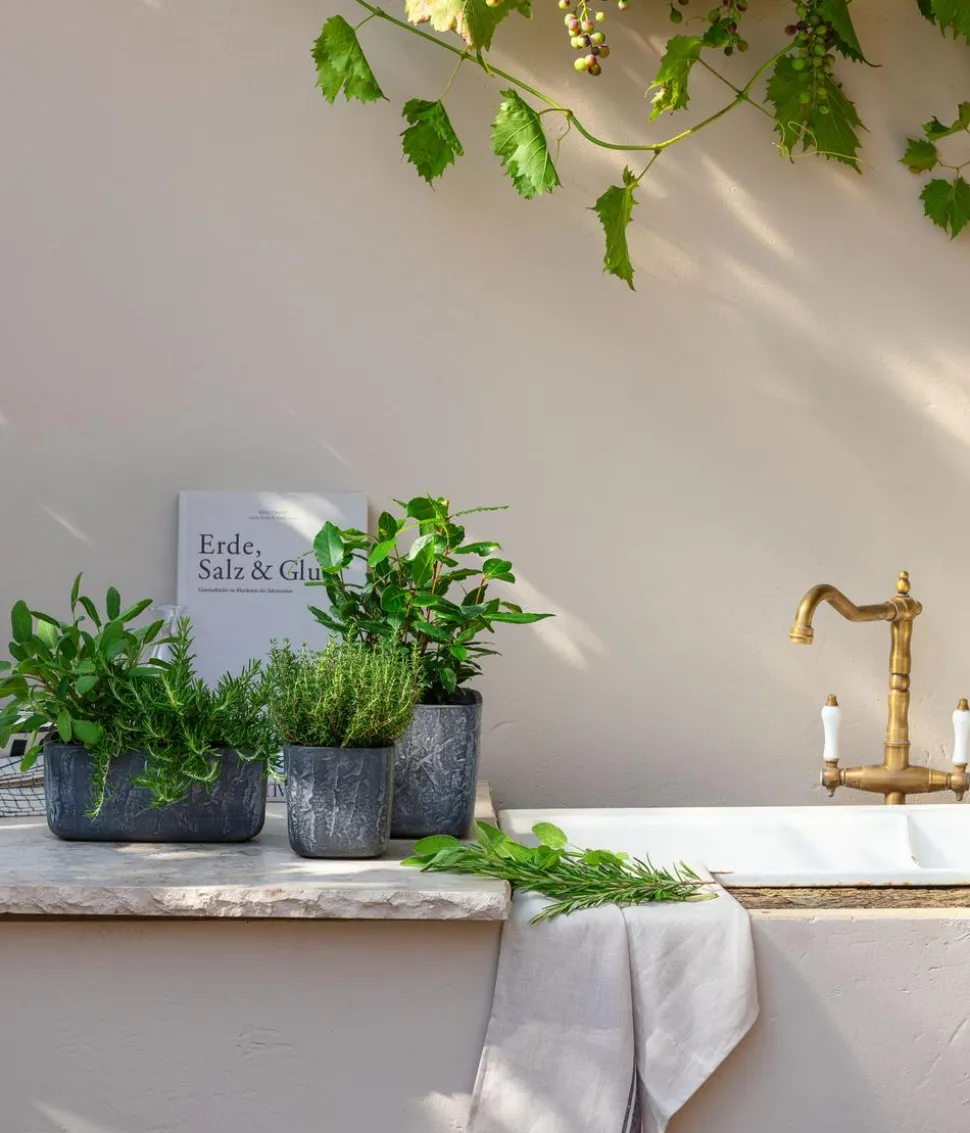 GREENBAR® Thymian