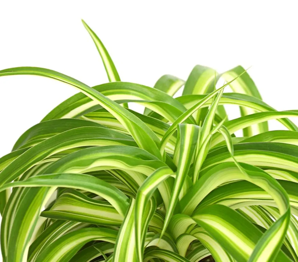 Grünlilie - Chlorophytum comosum 'Bonnie'