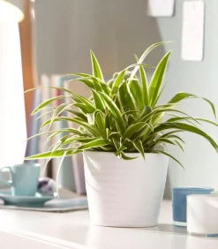 Grünlilie - Chlorophytum comosum 'Ocean'