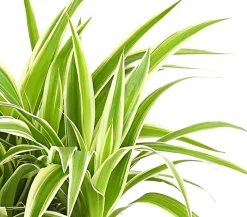 Grünlilie - Chlorophytum comosum 'Ocean'