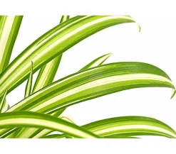 Grünlilie - Chlorophytum comosum 'Variegata'