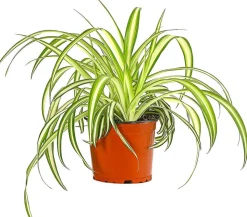 Grünlilie - Chlorophytum comosum 'Variegata'