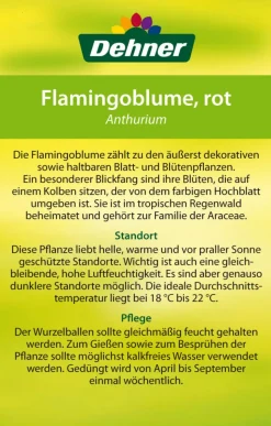 Große Flamingoblume - Anthurium andreanum 'Frankonien'