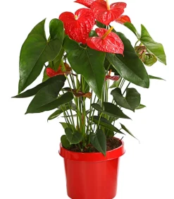 Große Flamingoblume - Anthurium andreanum, rot