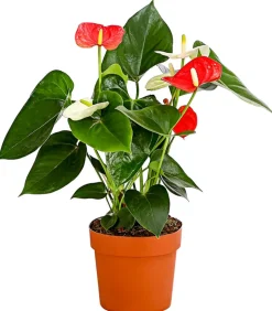 Große Flamingoblume - Anthurium andreanum 'Frankonien'