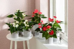 Große Flamingoblume - Anthurium andreanum, weiß