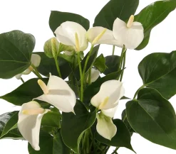 Große Flamingoblume - Anthurium andreanum, weiß
