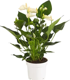 Große Flamingoblume - Anthurium andreanum, weiß