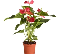Große Flamingoblume - Anthurium andreanum, rot