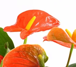 Große Flamingoblume - Anthurium andreanum, orange