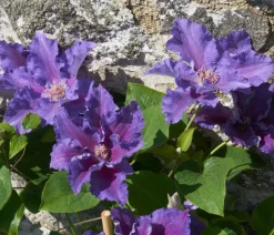 Guernsey Waldrebe - Clematis 'Baroness Fookes'
