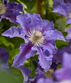 Guernsey Waldrebe - Clematis 'Baroness Fookes'