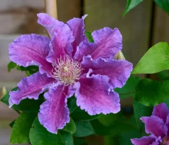 Guernsey Waldrebe - Clematis 'Baroness Fookes'