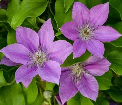 Guernsey Waldrebe - Clematis 'Bridgewater'