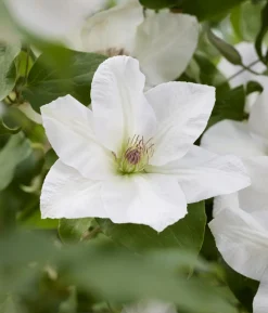 Guernsey Waldrebe - Clematis 'Guernsey Flute'