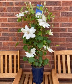 Guernsey Waldrebe - Clematis 'Guernsey Flute'