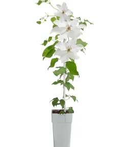 Guernsey Waldrebe - Clematis 'Guernsey Flute'