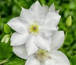 Guernsey Waldrebe - Clematis 'Guernsey Flute'