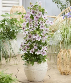 Guernsey Waldrebe - Clematis 'Ithemba'