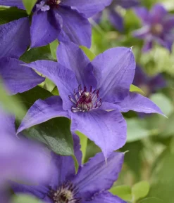 Guernsey Waldrebe - Clematis 'Lindsay'