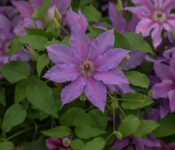 Guernsey Waldrebe - Clematis 'Tumaini'